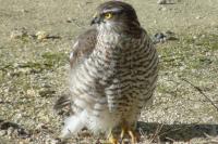 Accipiter nisus