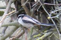 Aegithalos caudatus