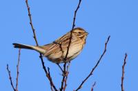Emberiza schoeniclus