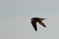 Falco peregrinus