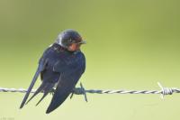 Hirundo rustica