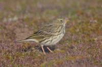 Anthus pratensis