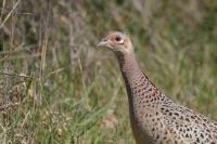 Phasianus colchicus