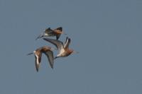 Limosa limosa