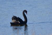 Cygnus atratus