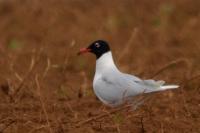 Ichthyaetus melanocephalus