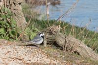 Motacilla alba