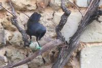 Corvus monedula