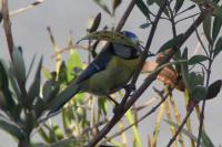 Cyanistes caeruleus