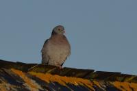 Columba oenas