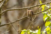 Emberiza cirlus