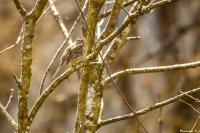 Emberiza cirlus