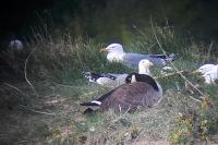 Branta canadensis