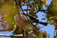 Poecile palustris