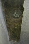 Motacilla alba