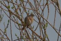 Anthus spinoletta