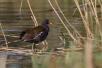Gallinula chloropus