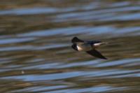 Hirundo rustica