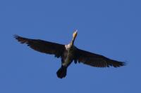 Phalacrocorax carbo