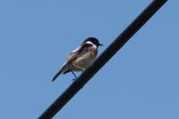 Saxicola rubicola