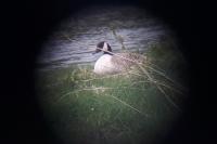 Branta canadensis