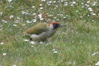 Picus viridis