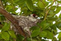 Carduelis carduelis