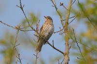 Turdus philomelos