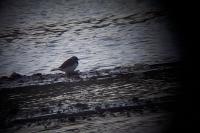 Charadrius dubius