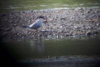 Sterna hirundo