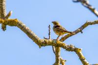 Emberiza calandra