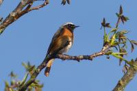Phoenicurus phoenicurus