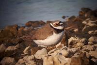 Charadrius dubius
