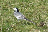 Motacilla alba