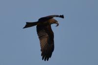 Milvus migrans