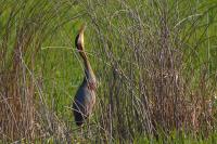 Ardea purpurea
