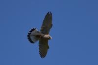 Falco tinnunculus
