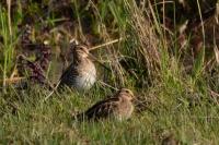 Gallinago gallinago