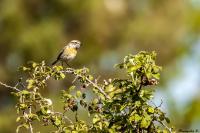 Saxicola rubicola