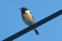 Saxicola rubicola