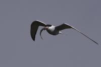 Sterna hirundo