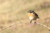 Saxicola rubetra
