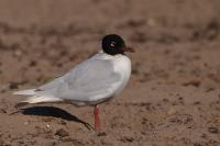 Ichthyaetus melanocephalus