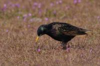Sturnus vulgaris