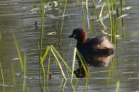 Tachybaptus ruficollis