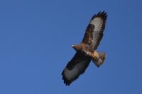 Buteo buteo
