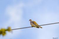 Streptopelia turtur
