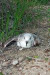 Larus argentatus