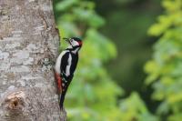 Dendrocopos major