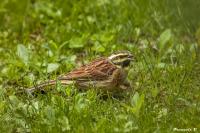 Emberiza cirlus